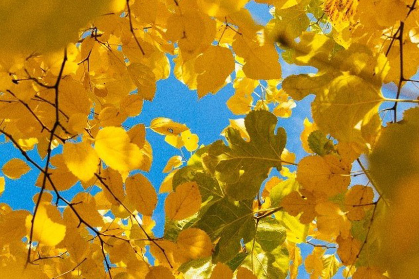 Photo of yellow tree leaves in fall against a bright blue sky