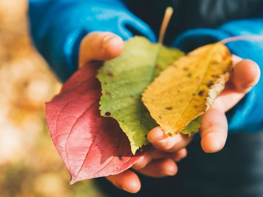 Promoting positive childhood experiences during Thanksgiving