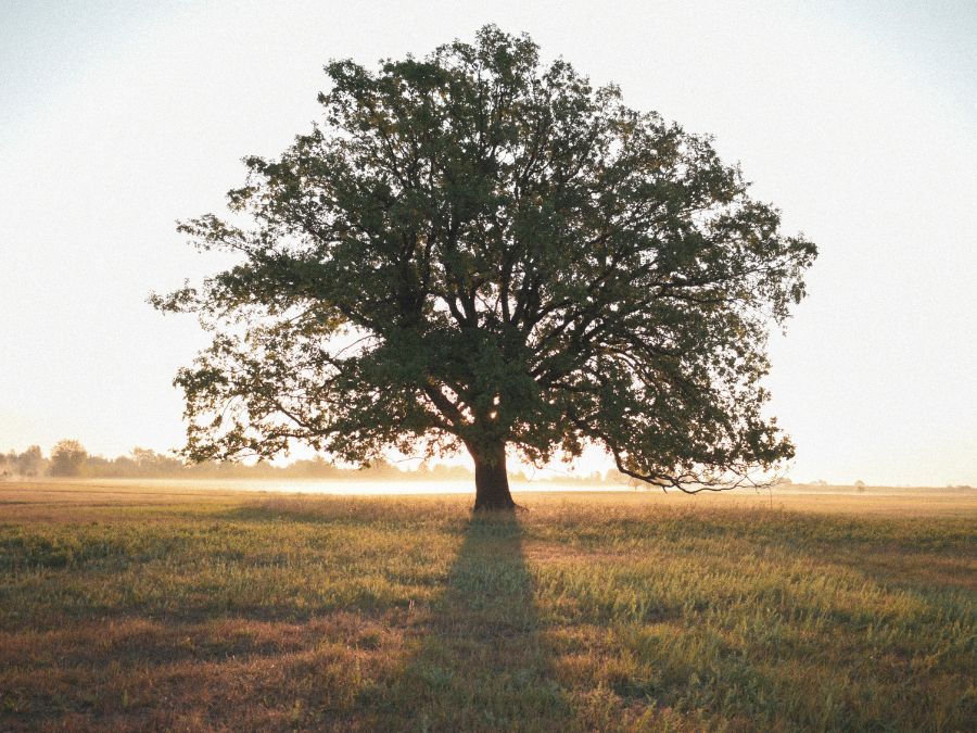 Tree in field